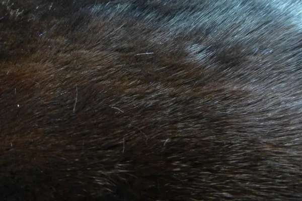 mink-247488_960_720